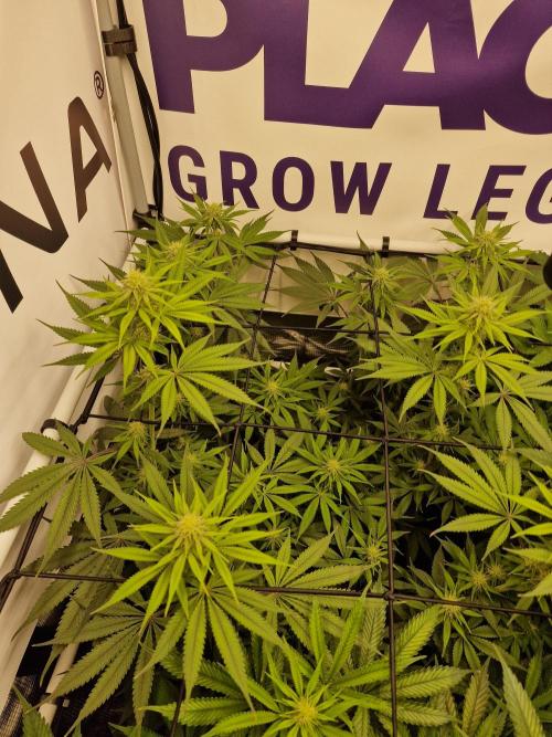 Cherry Poppers. Week 11