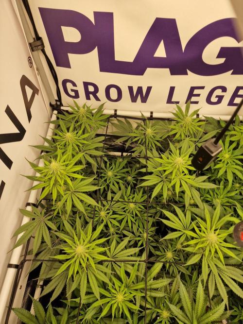 Cherry Poppers. Week 11