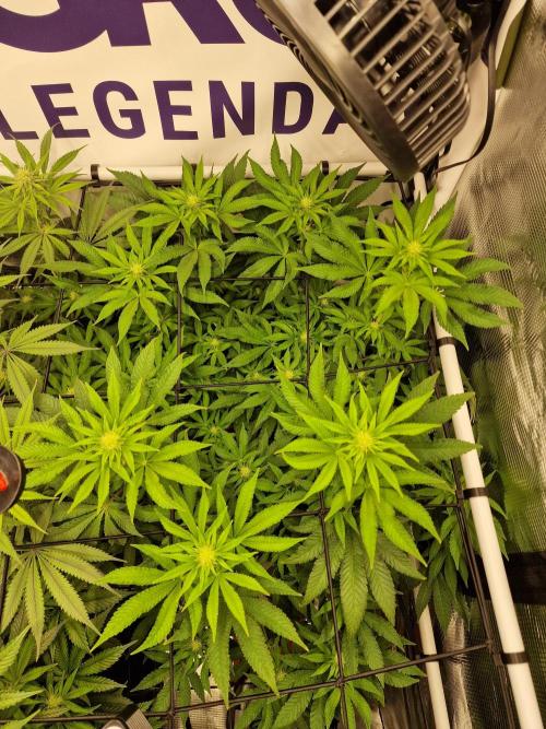 Lemon Orange. Week 11