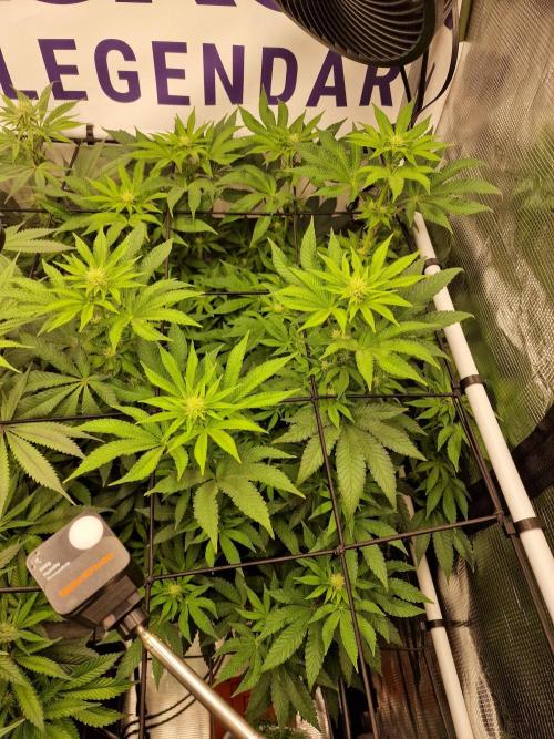 Lemon Orange. Week 11