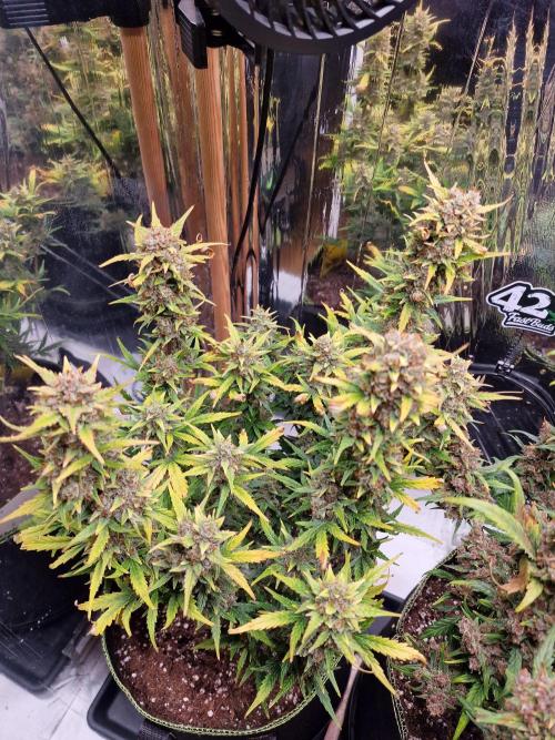 TPB Gorilla Z auto. Week 11
