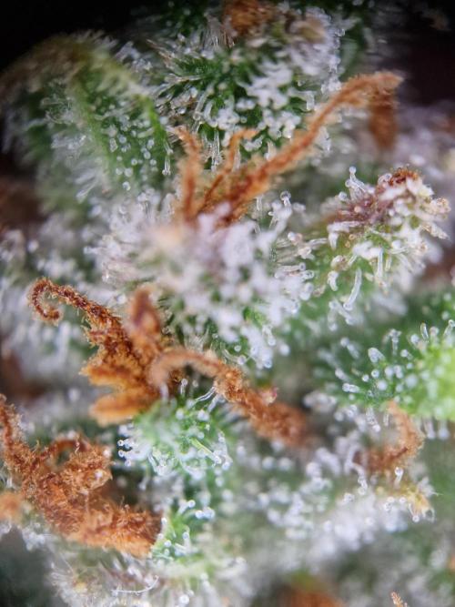TPB Gorilla Z auto. Week 11