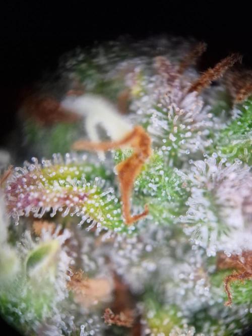 TPB Gorilla Z auto. Week 11