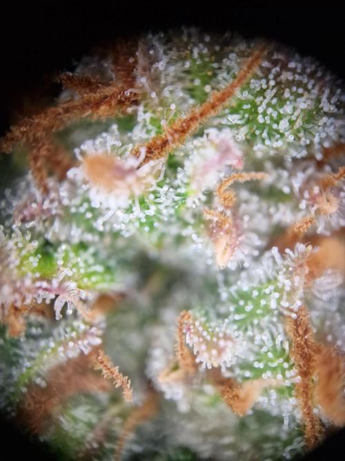 TPB Gorilla Z auto. Week 11