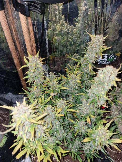 TPB Gorilla Z auto. Week 11