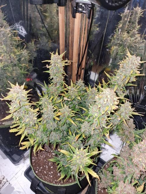 TPB Gorilla Z auto. Week 11