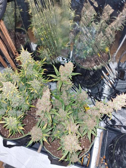 TPB Gorilla Z auto. Week 11