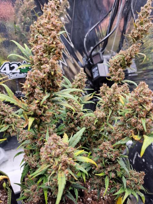 TPB Banana Purple Punch auto. Week 11