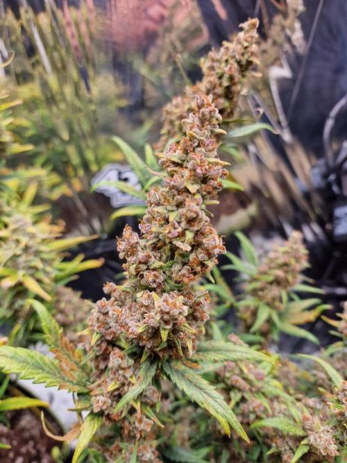 TPB Banana Purple Punch auto. Week 11