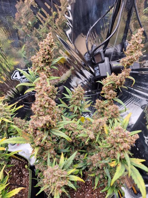 TPB Banana Purple Punch auto. Week 11