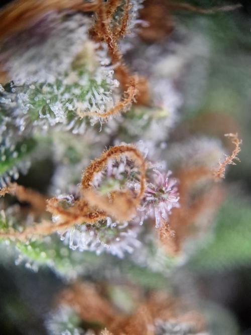 TPB Banana Purple Punch auto. Week 11
