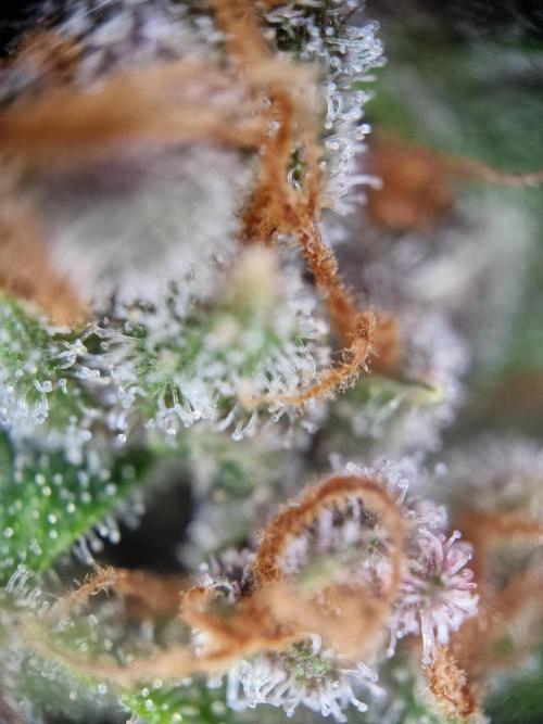 TPB Banana Purple Punch auto. Week 11