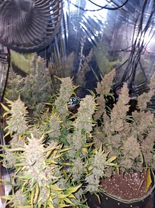 TPB Banana Purple Punch auto. Week 11