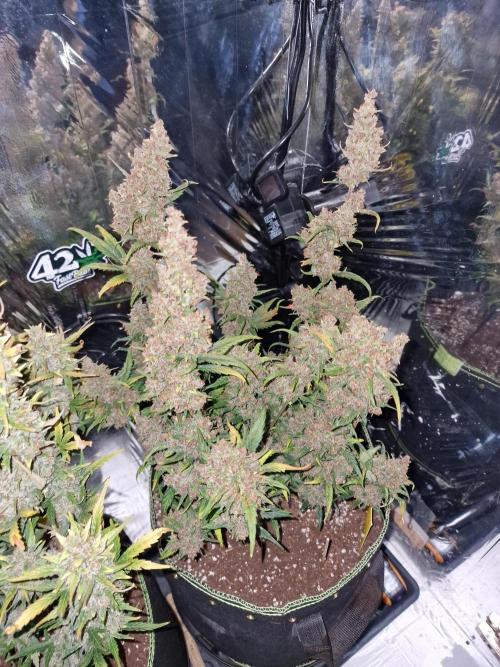 TPB Banana Purple Punch auto. Week 11