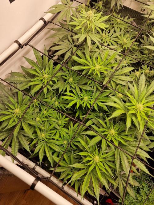Super Boof. Week 11