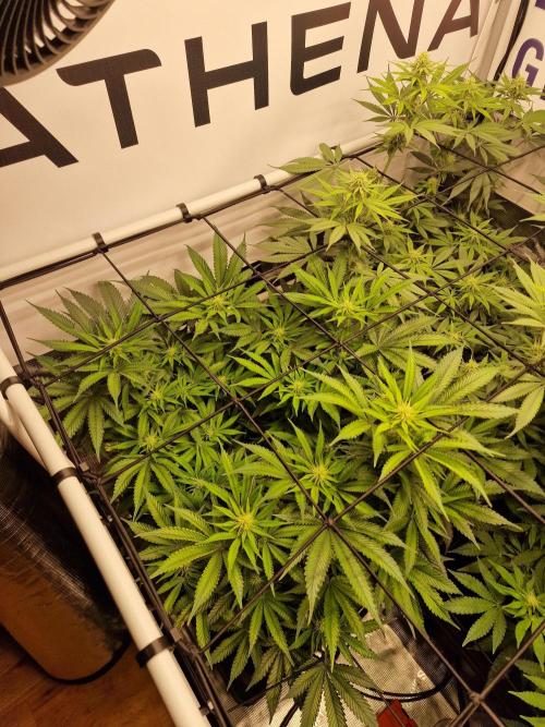 Super Boof. Week 11