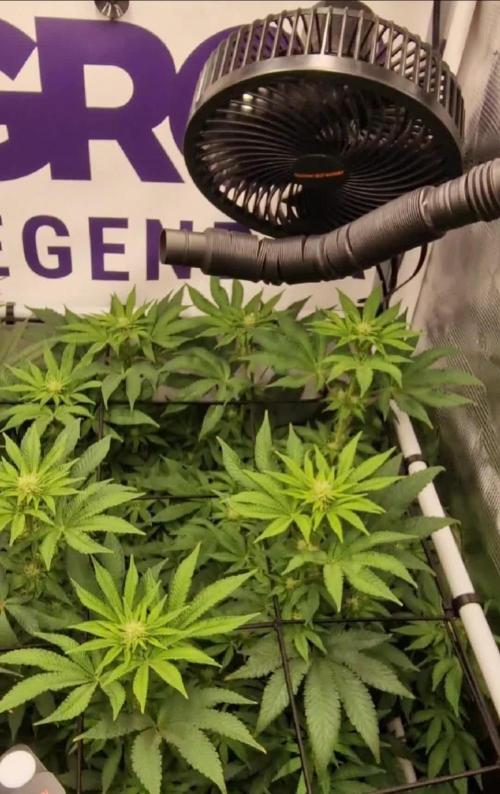 Lemon Orange