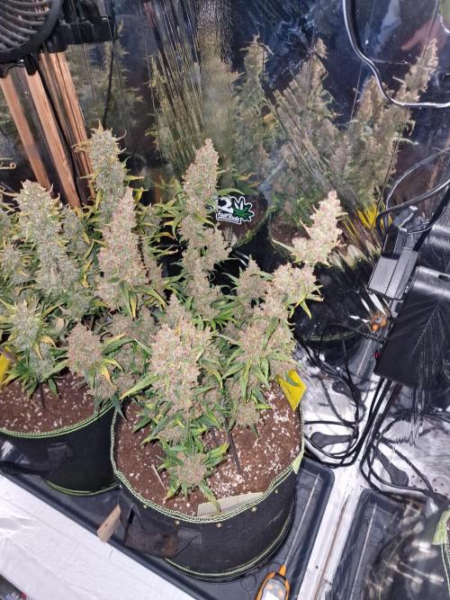 TPB Banana Purple Punch auto. Week 11