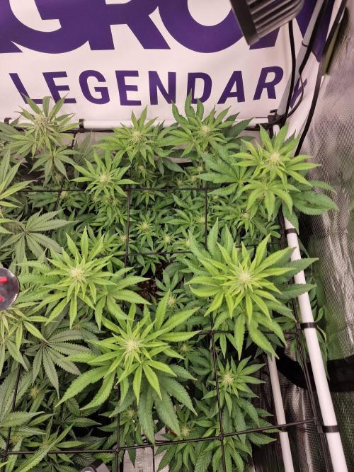 Lemon Orange. Week 11
