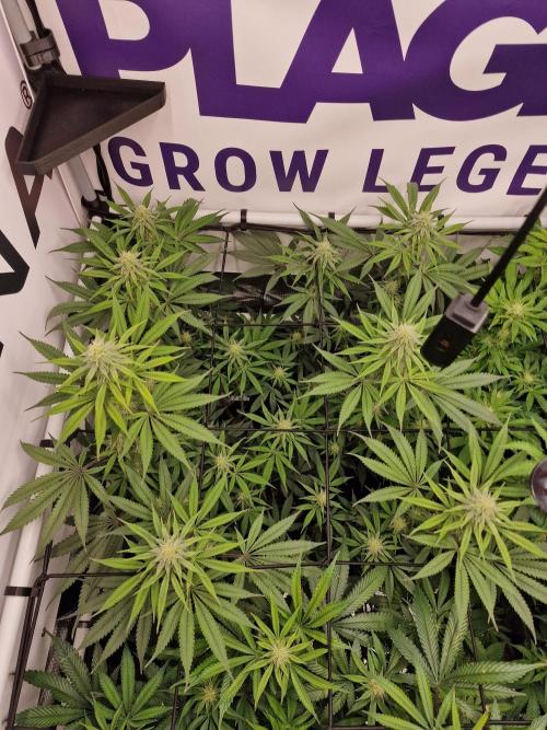 Cherry Poppers. Week 11