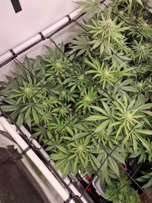 Super Boof. Week 11