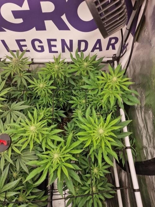 Lemon Orange. Week 12