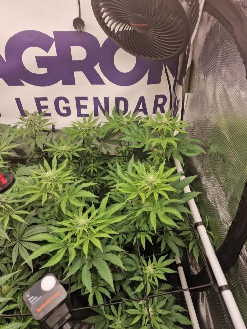 Lemon Orange. Week 12