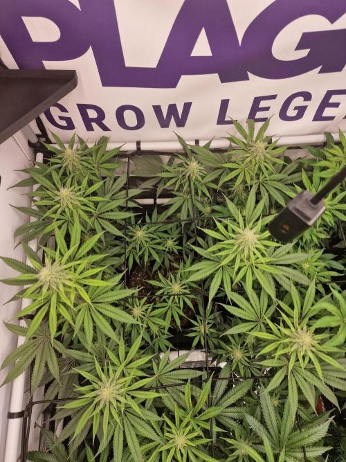 Cherry Poppers. Week 12