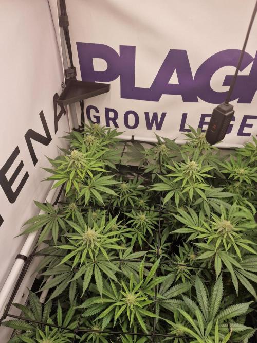 Cherry Poppers. Week 12