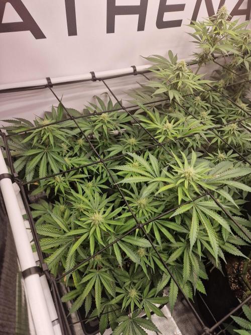Super Boof. Week 12