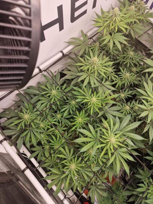 Super Boof. Week 12