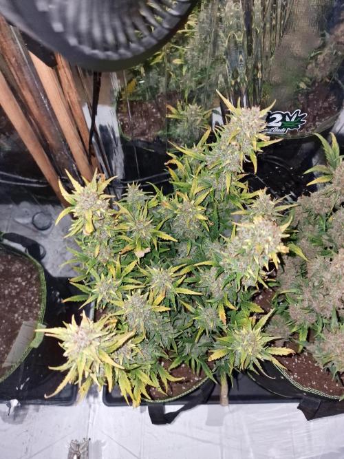 TPB Gorilla Z auto. Week 12