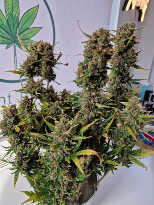 TPB Gorilla Z auto. Week 12