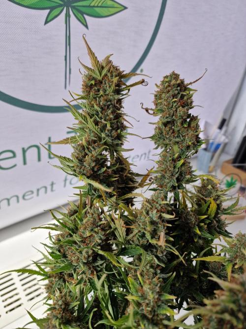 TPB Gorilla Z auto. Week 12