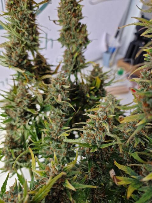 TPB Gorilla Z auto. Week 12