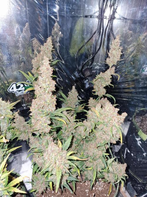 TPB Banana Purple Punch auto. Week 12