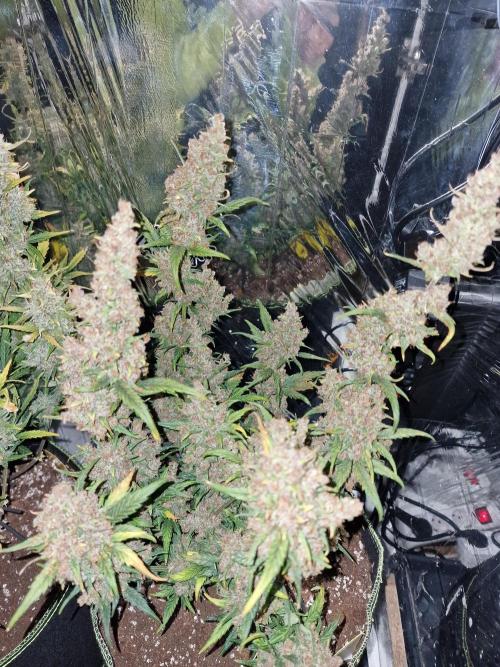 TPB Banana Purple Punch auto. Week 12
