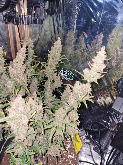 TPB Banana Purple Punch auto. Week 12
