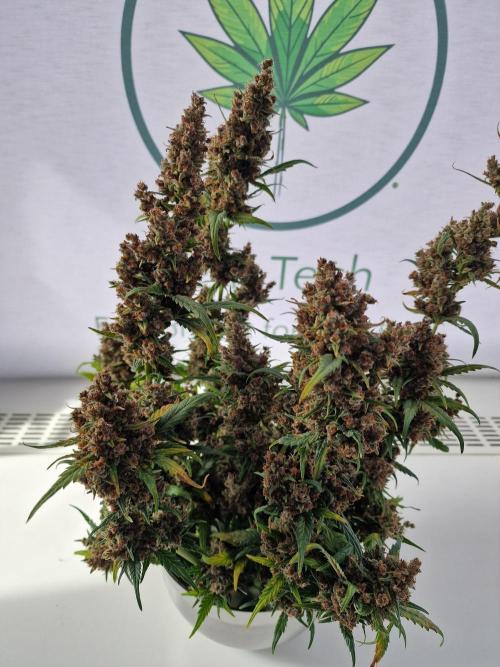 TPB Banana Purple Punch auto. Week 12
