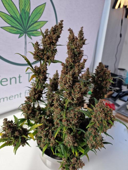 TPB Banana Purple Punch auto. Week 12