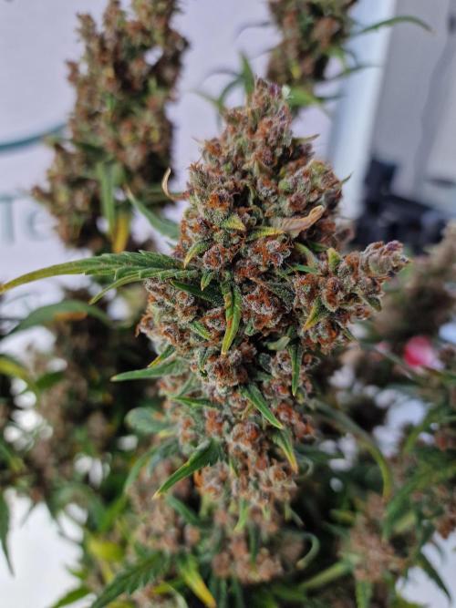 TPB Banana Purple Punch auto. Week 12