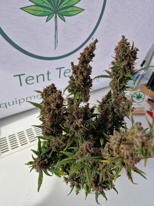 TPB Banana Purple Punch auto. Week 12