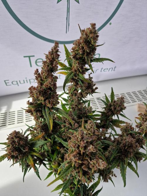 TPB Banana Purple Punch auto. Week 12