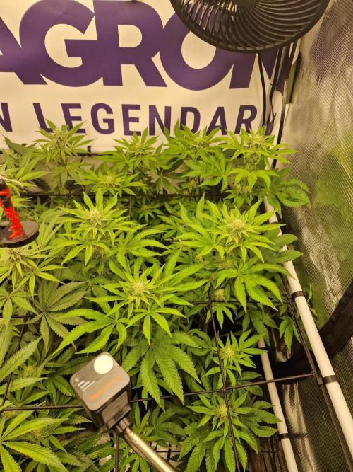Lemon Orange. Week 12