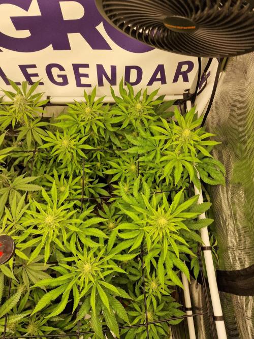 Lemon Orange. Week 12