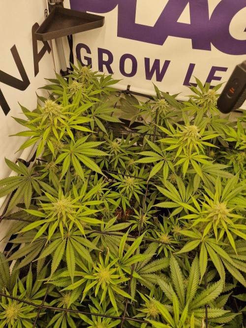 Cherry Poppers. Week 12