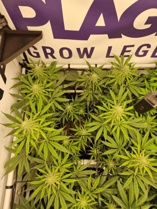 Cherry Poppers. Week 12