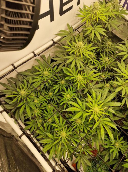 Super Boof. Week 12
