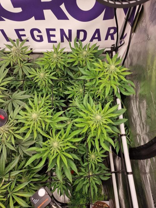 Lemon Orange. Week 12