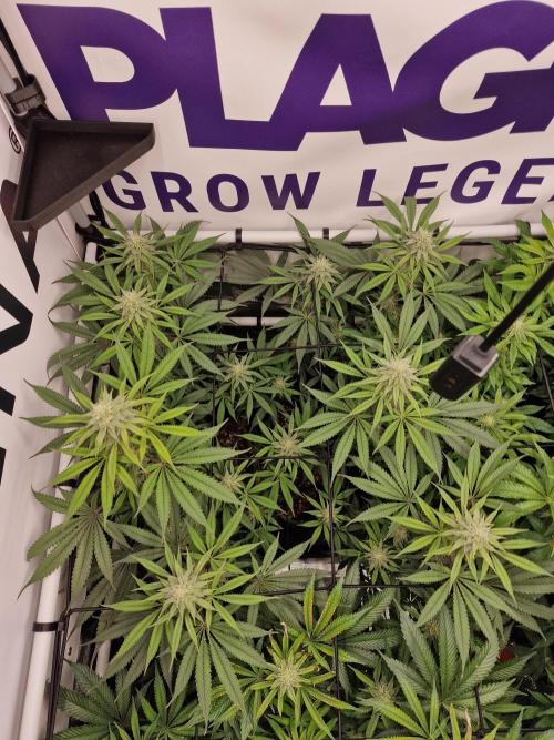 Cherry Poppers. Week 12